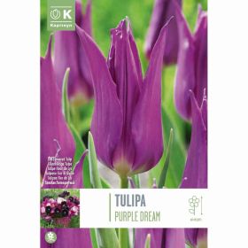 Tulip Lily-Flowered Purple Dream - 8 Bulbs